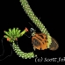 butterfly_la_h_0863_ecu2913.jpg